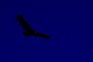 Silhouette eines Kondors vor blauem Himmel