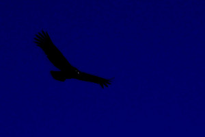 Schlägt die Nacht mit schwarzen Flügeln