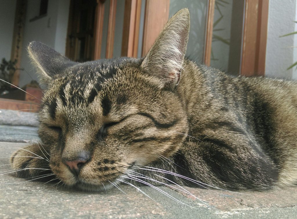 Eine zufrieden schlafende Katze