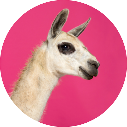 Bild eines weiß-hellbraunen Lamakopfs im Profil, der Hintergrund ist knallig pink.